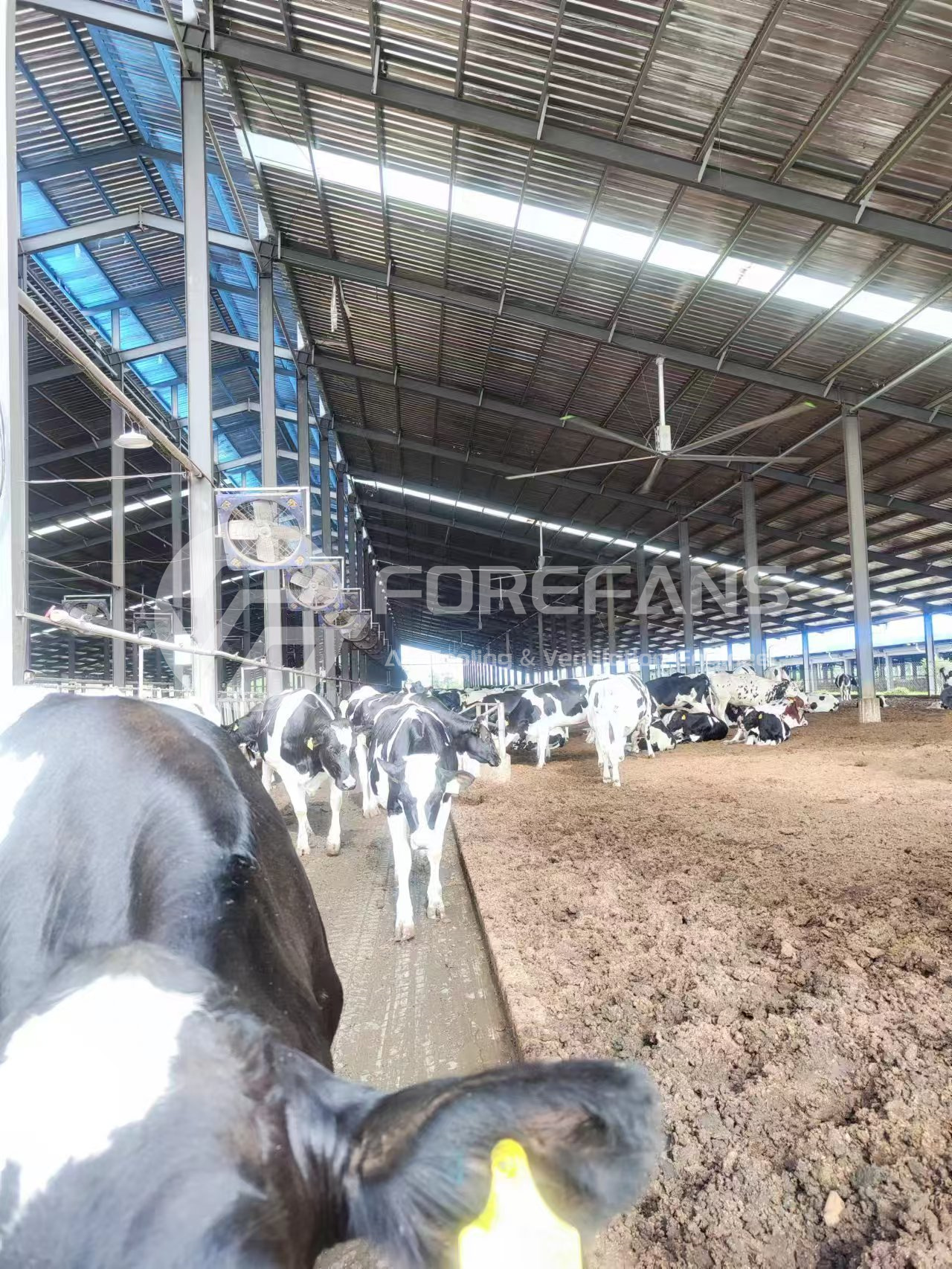 HVLS fans for cow barn